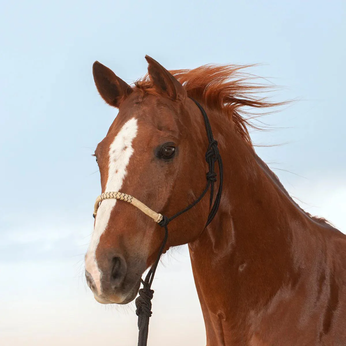 Cowboy Tack Rope Halter Rawhide Braided - Image 3