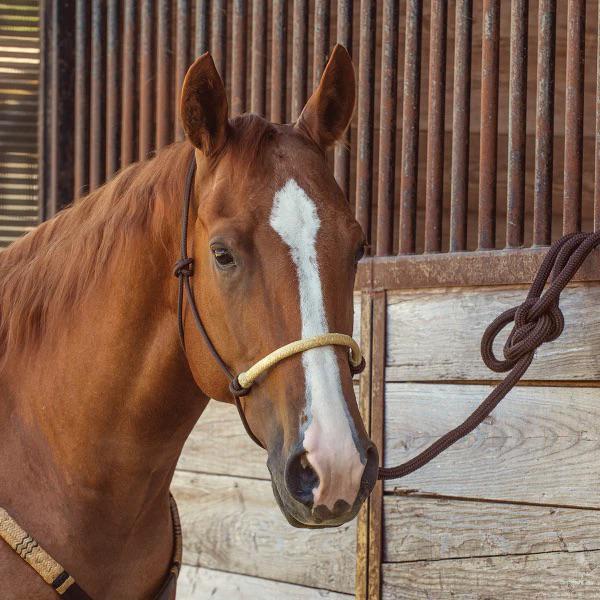 Cowboy Tack Rope Halter Rawhide Braided - Image 4